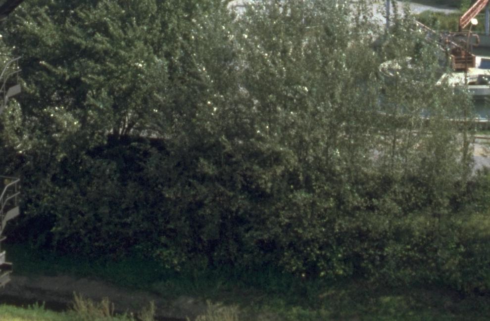 CD215.35_32