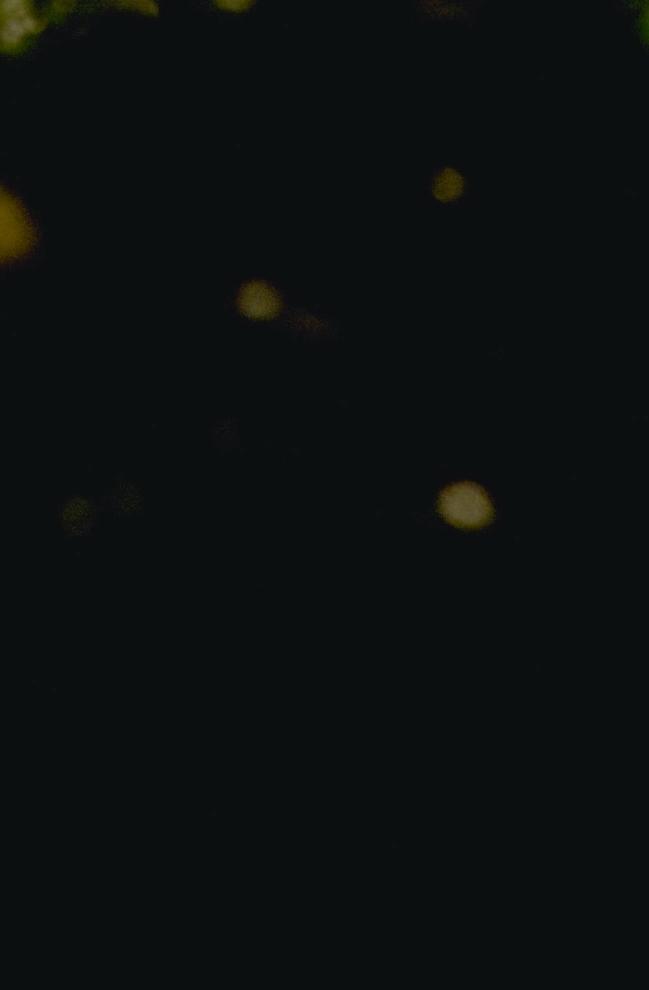 CD205.54_32