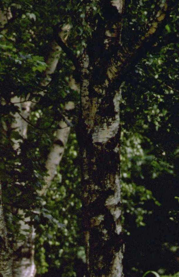 CD205.10_13